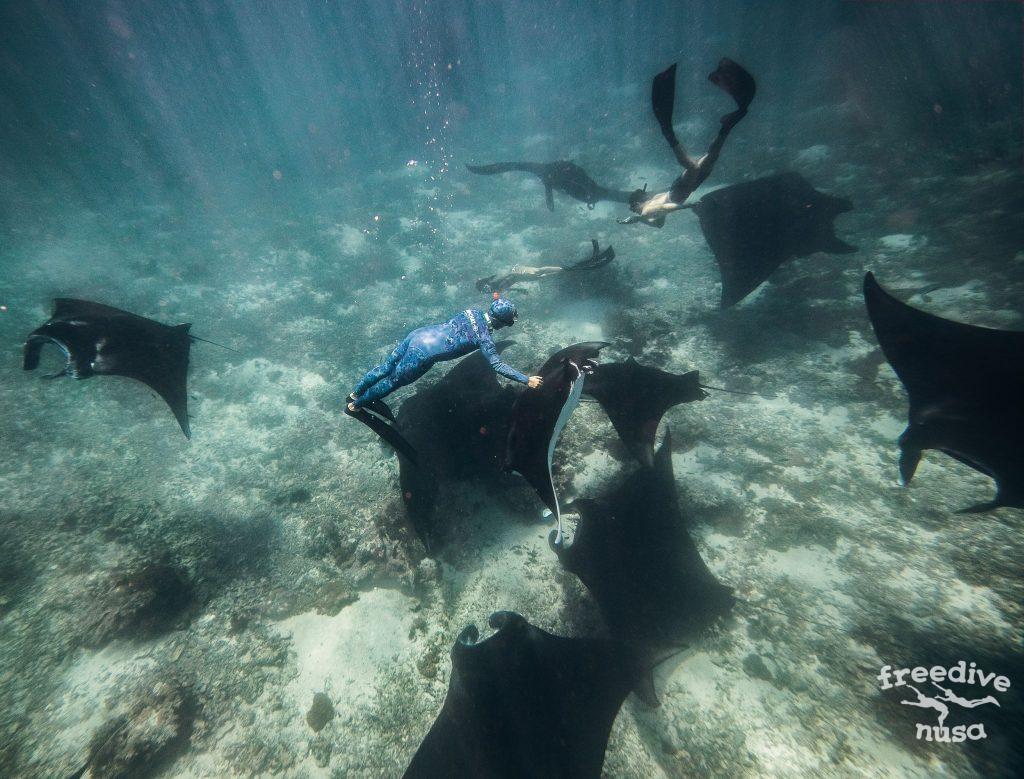 snorkeling with manta rays bali