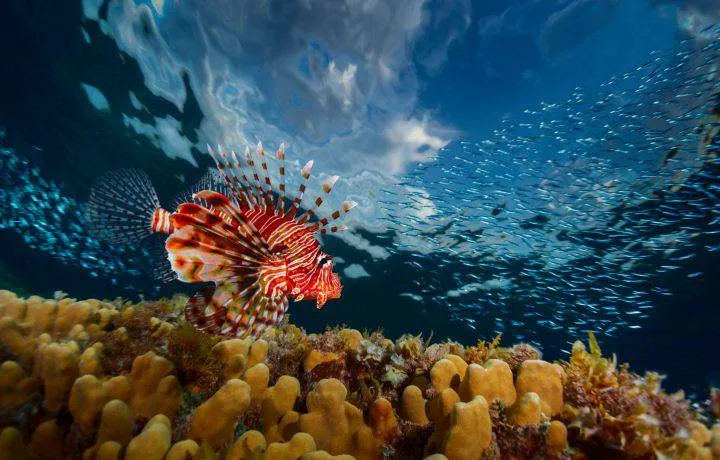 Freedive Safari to Raja Ampat