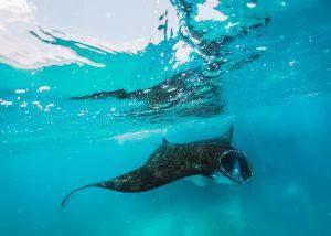 nusa penida dive