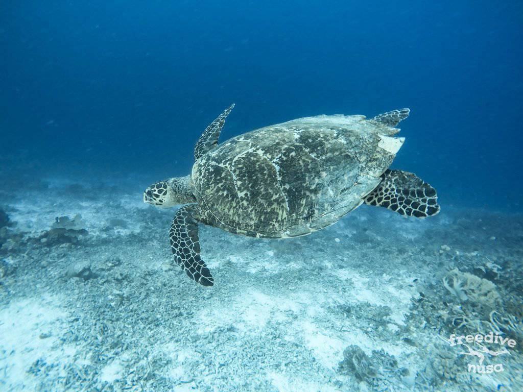 Freedive trip to Raja Ampat