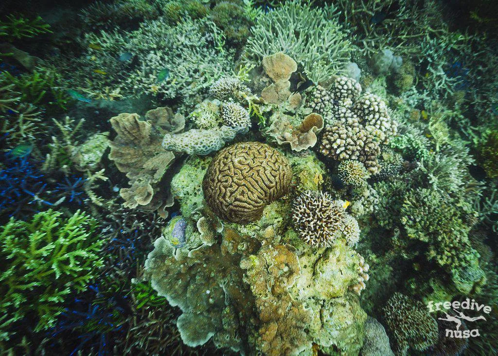 Freedive Safari to Komodo