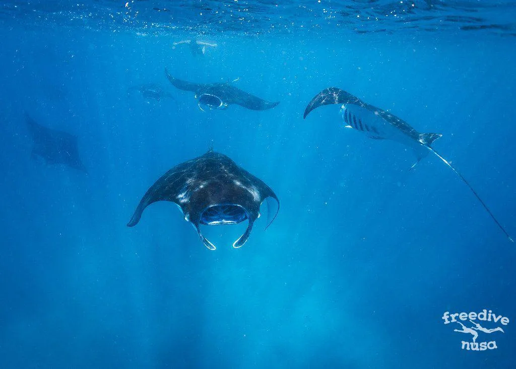 Freedive Safari to Komodo
