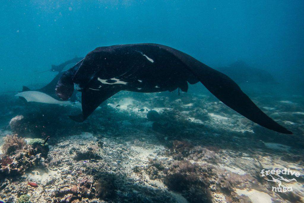 Freedive Safari to Komodo