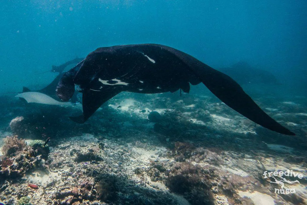 Freedive Safari to Komodo