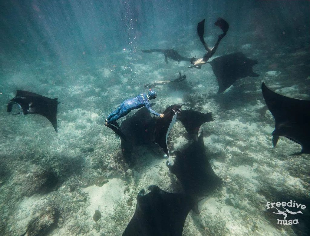 Freedive Safari to Komodo