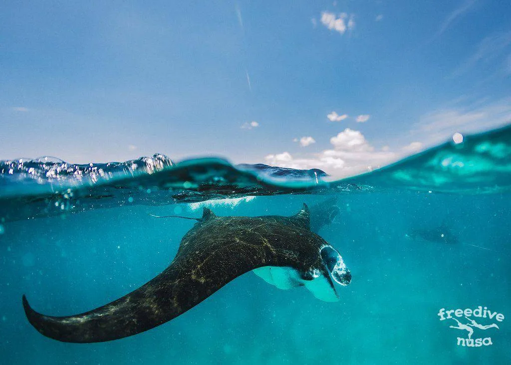 Freedive Safari to Komodo