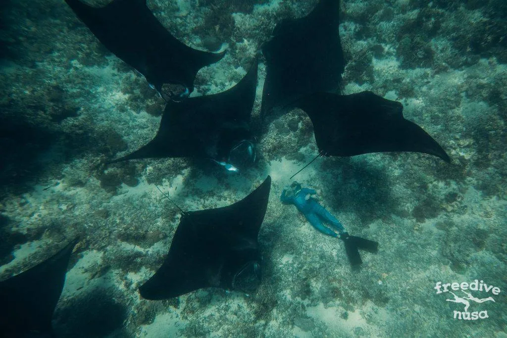 Freedive Safari to Komodo