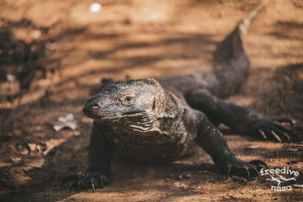 Freedive Safari to Komodo