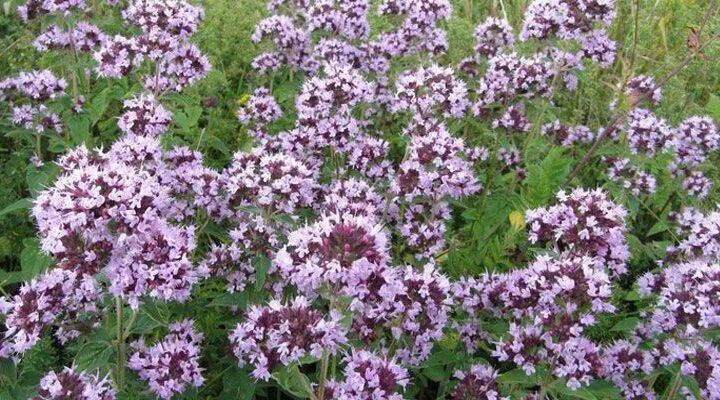 Oregano