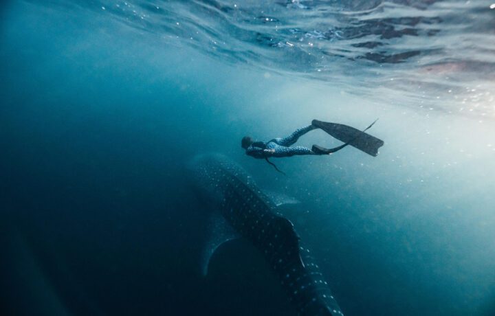 Freediving and Snorkeling with Whale Sharks in Sumbawa