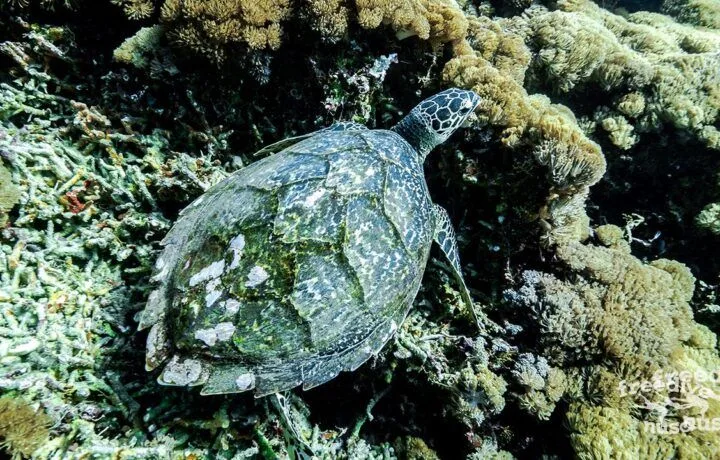 Turtle on the reef