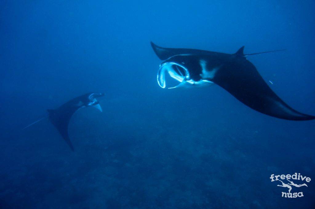 manta snorkeling bali