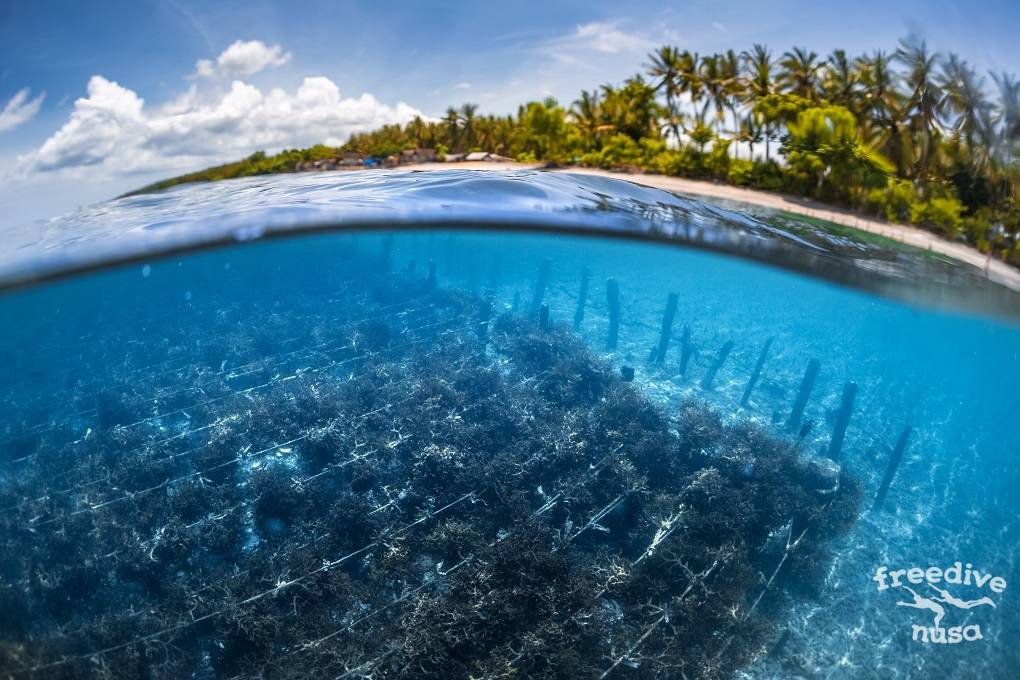 nusa penida dive sites