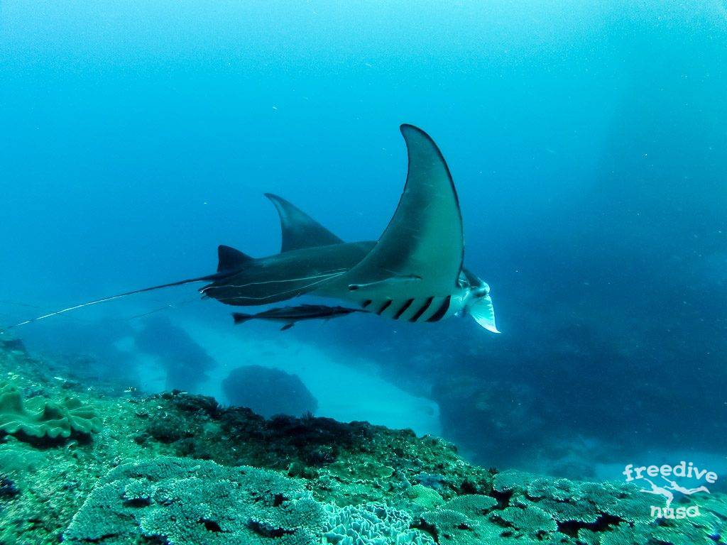 manta snorkeling bali