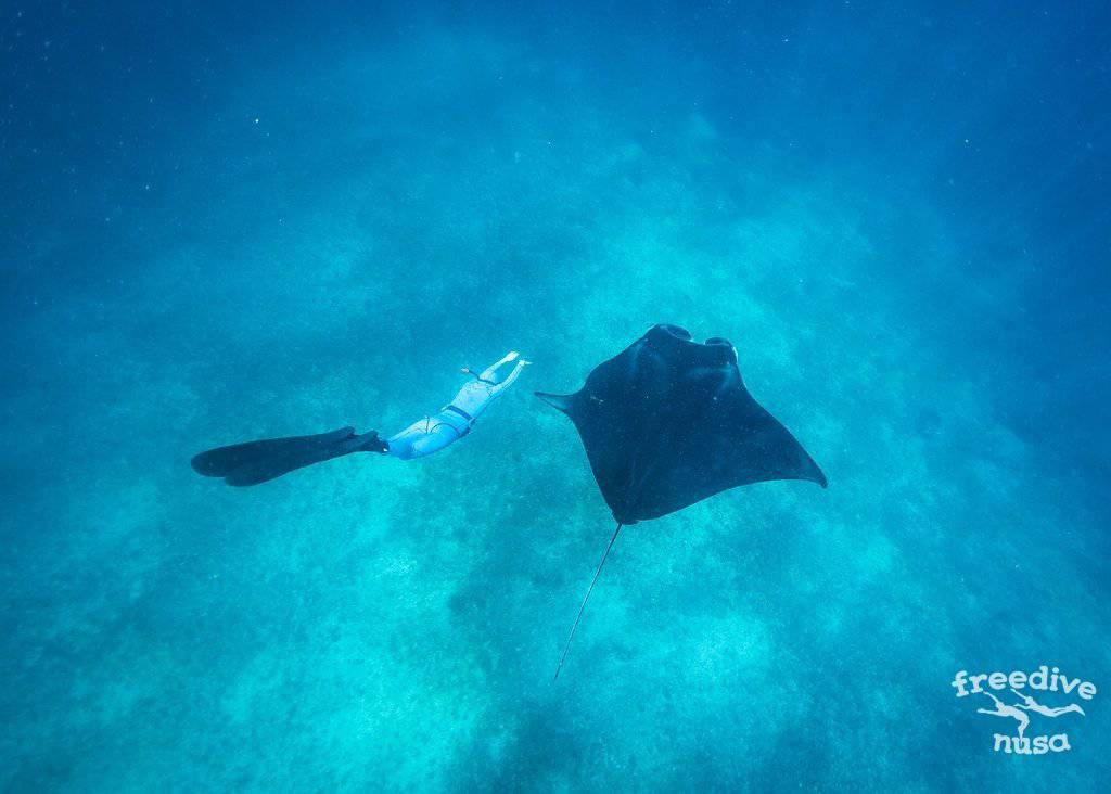 manta snorkeling bali