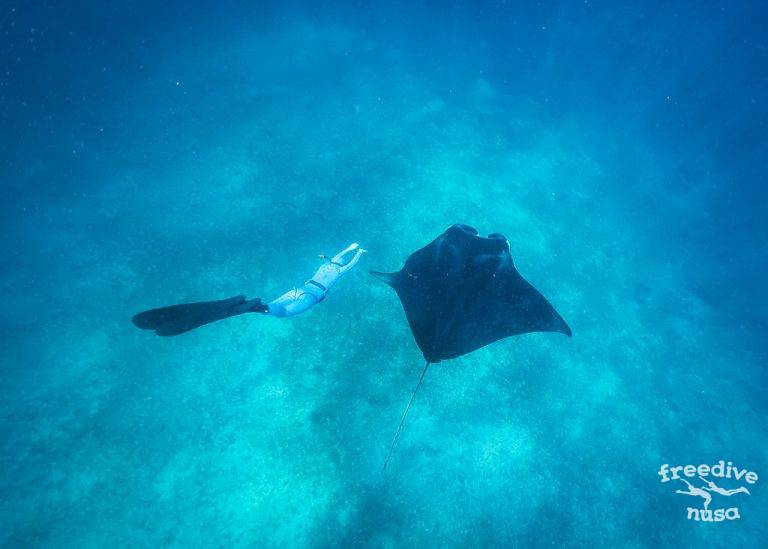 Freediving and Snorkeling with Manta Rays at Nusa Penida, Bali