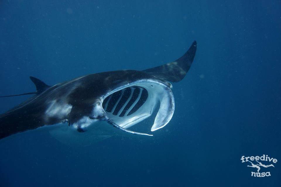 manta point bali snorkeling