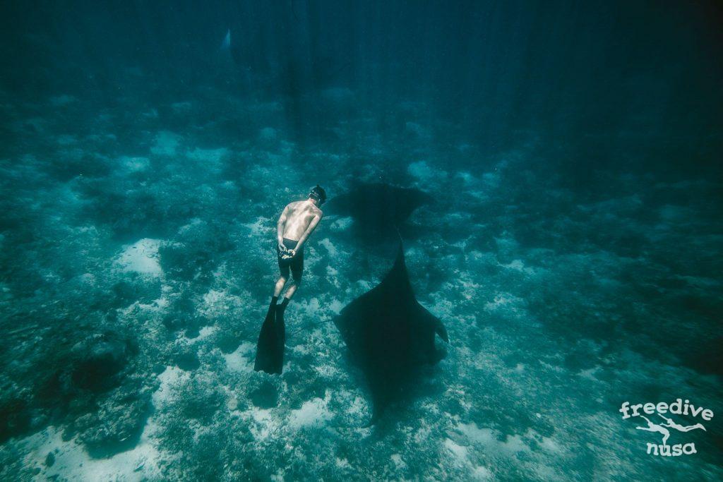 Freediving with Manta Rays