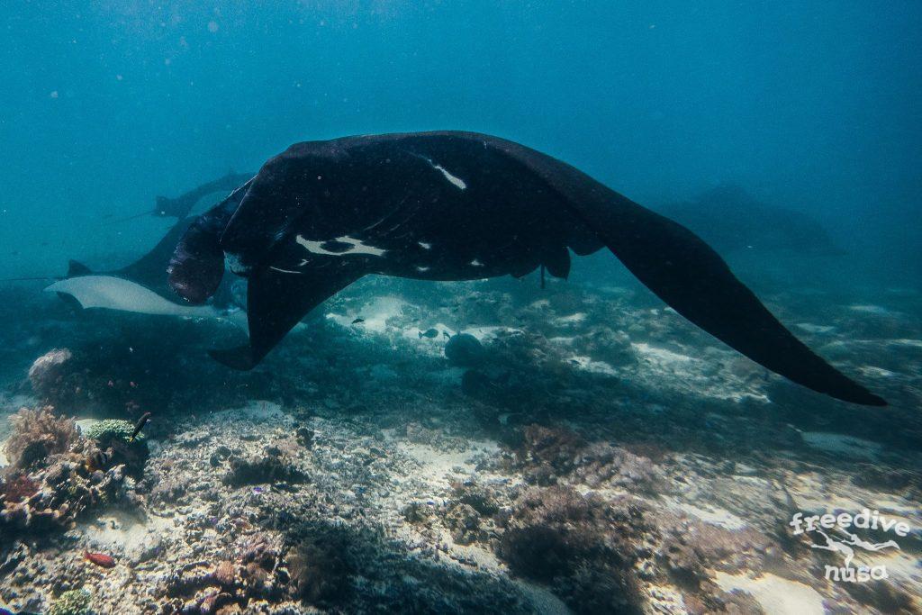 manta point bali snorkeling