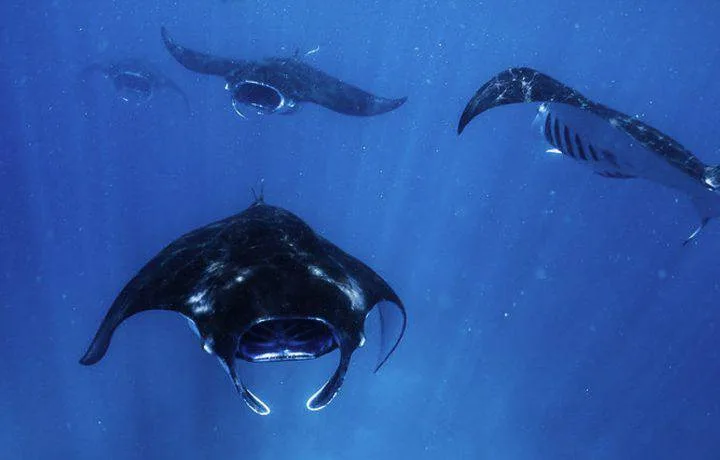 Manta trips