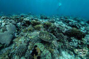 Freediving in Raja Ampat