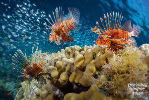 Freediving in Raja Ampat