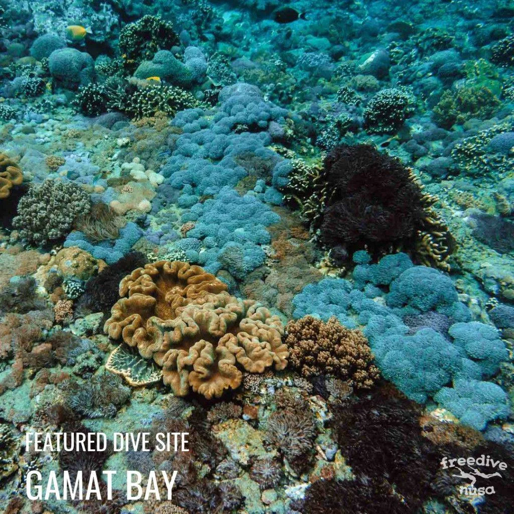 Gamat Bay
