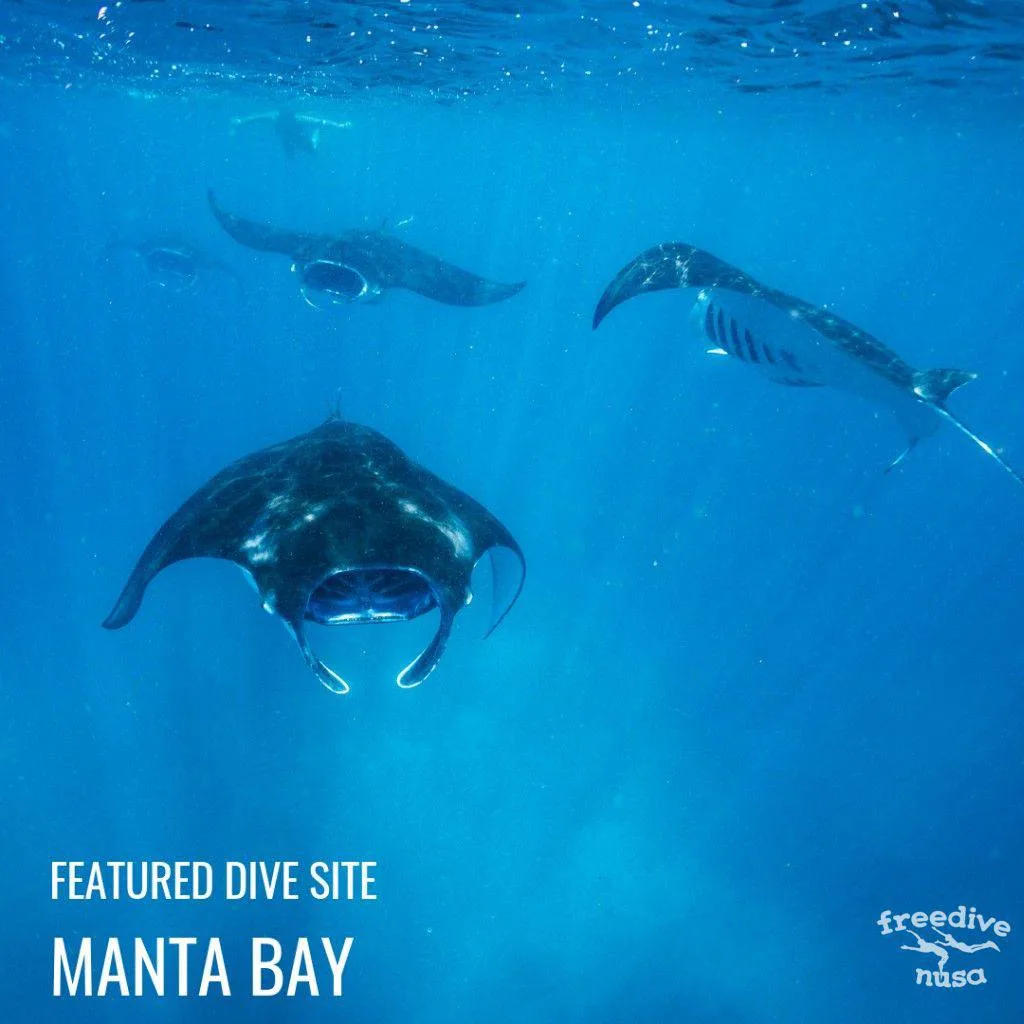 Manta Bay