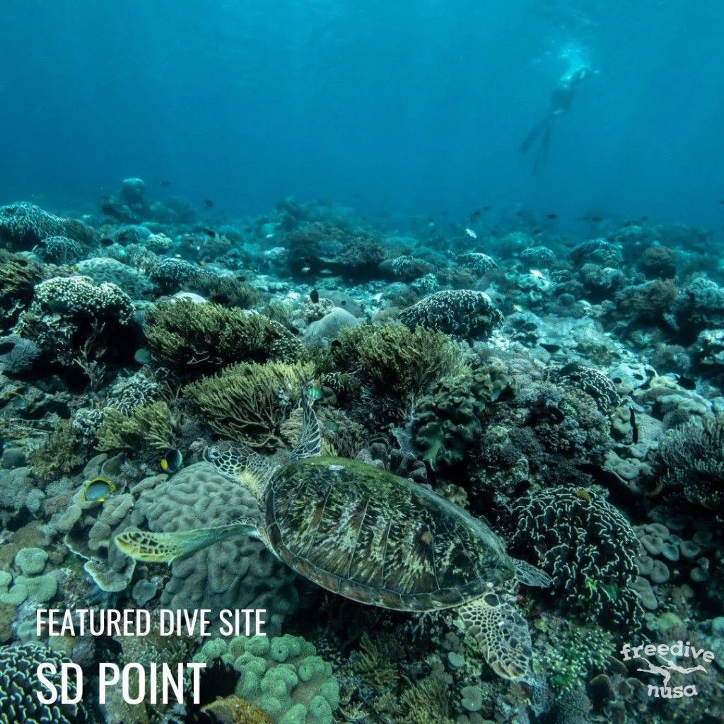 SD POINT