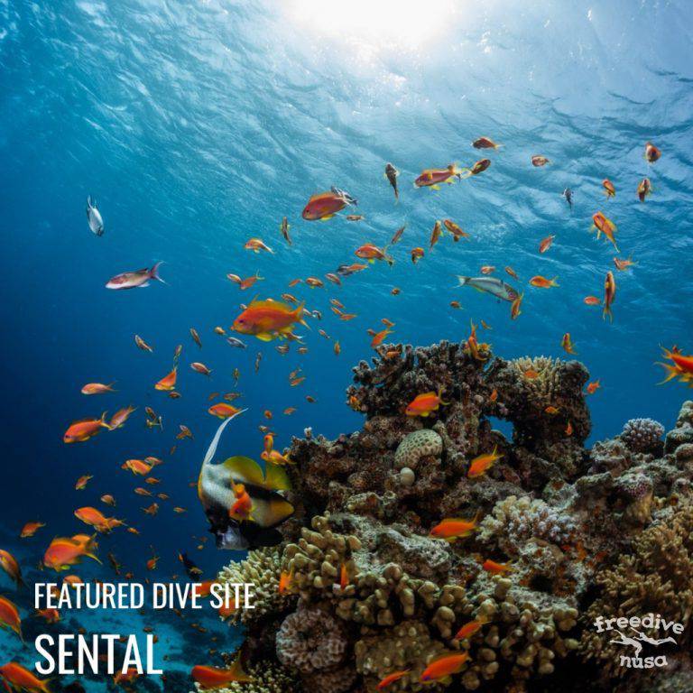 Best Dive Sites on Nusa Penida | Freediving School in Bali Indonesia