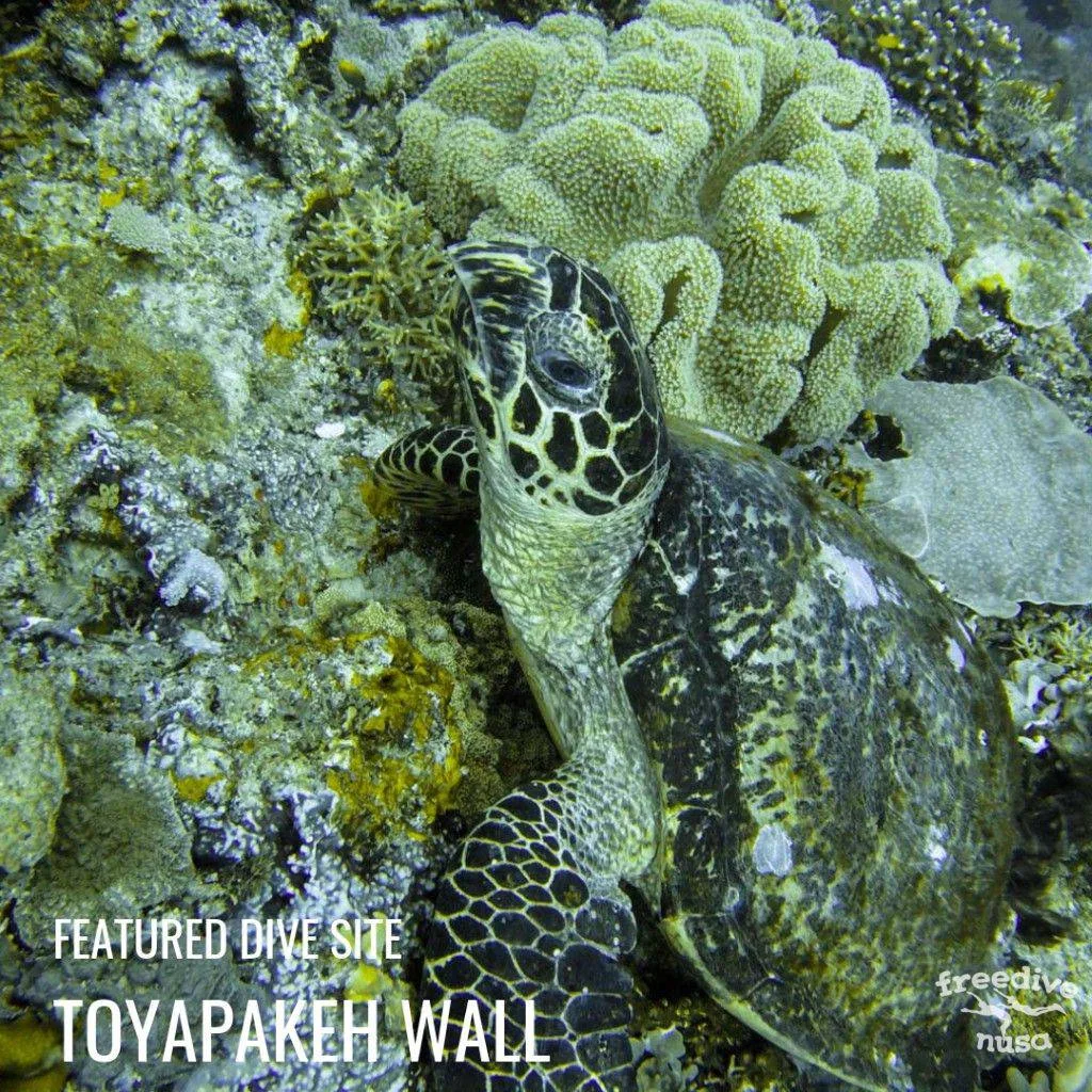 Toyapakeh Wall