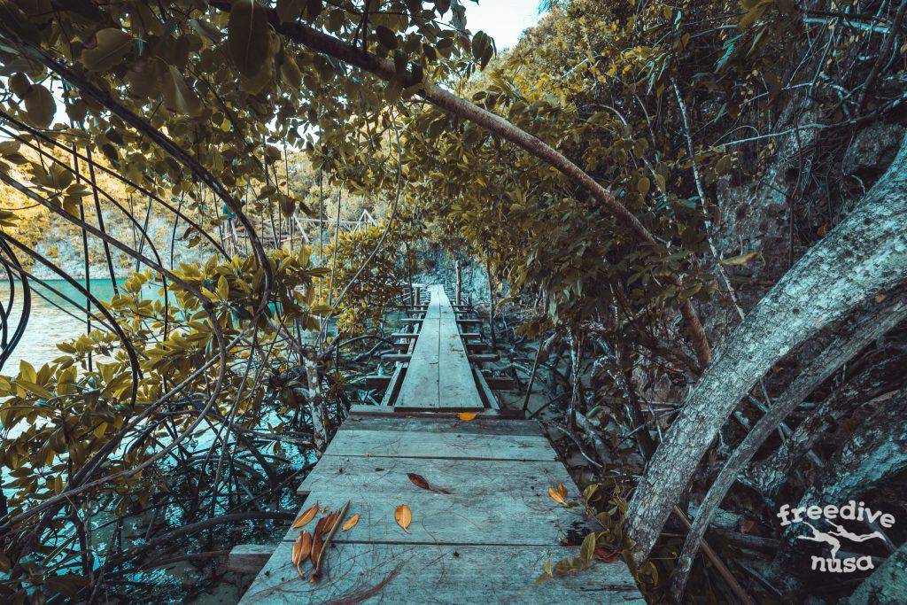 Freedive Trip to Raja Ampat