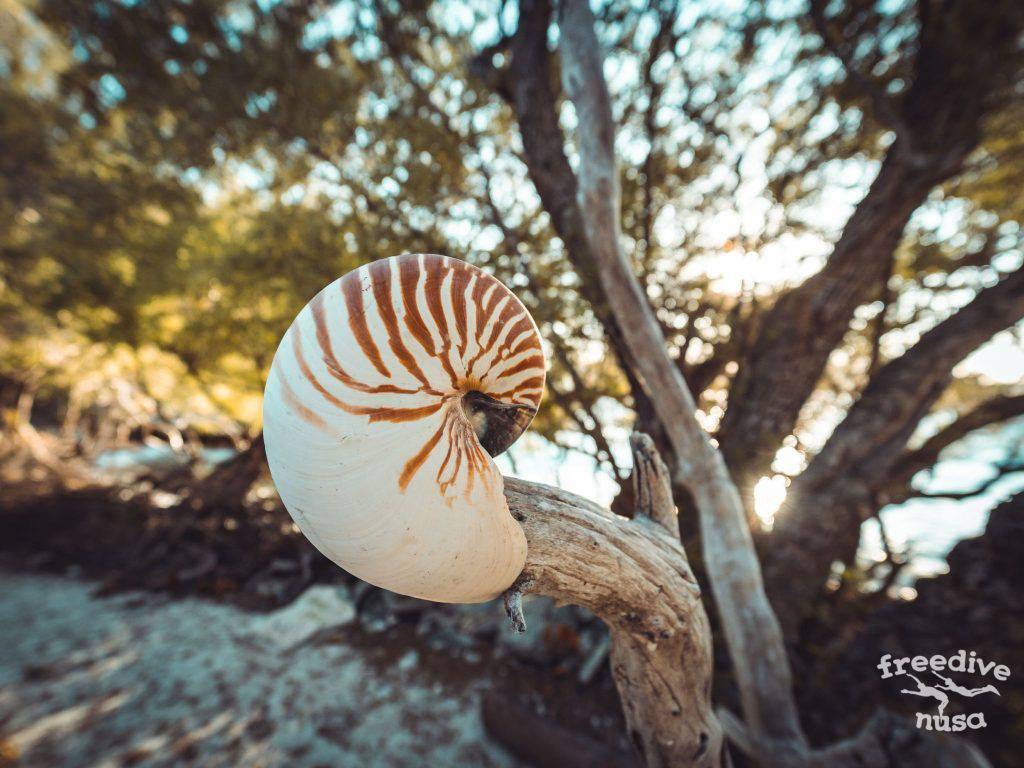 Freedive Trip to Raja Ampat