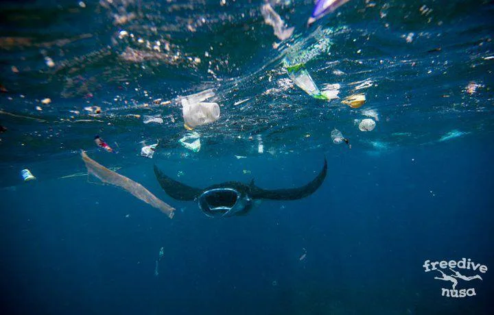 How each of us can make the ocean cleaner