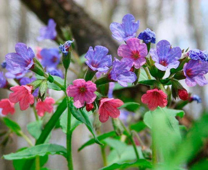 Lungwort