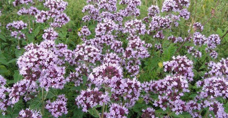 Oregano