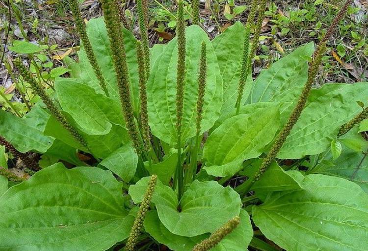 Plantain leaves