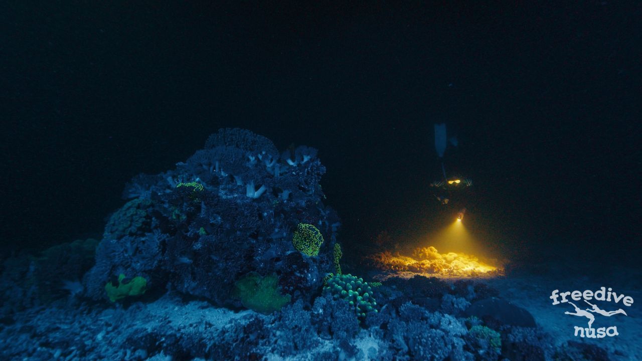 Night Freediving Raja Ampat