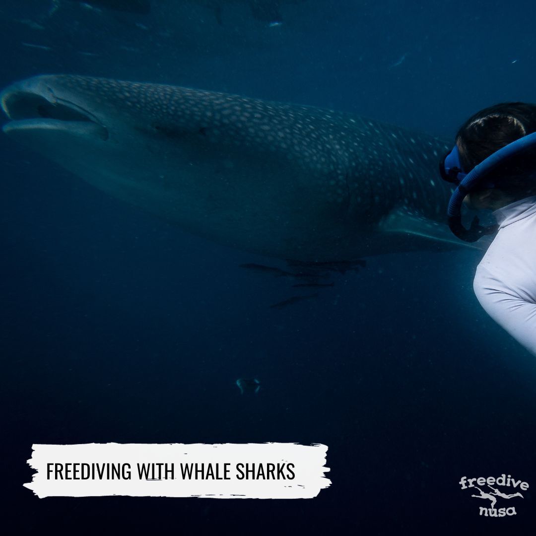 Freediving with Whale Sharks