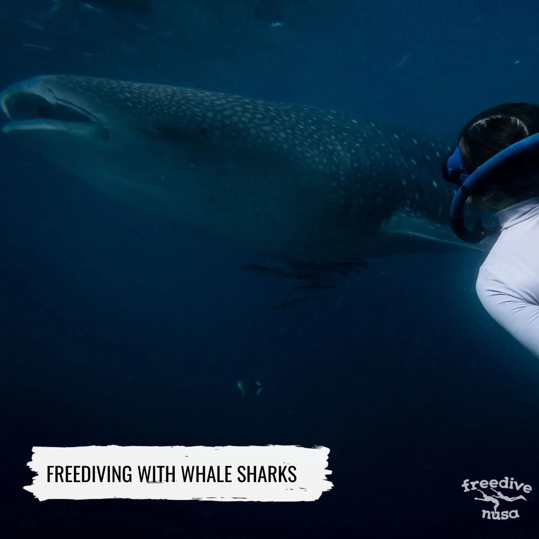 diving in sumbawa Freediving with Whale Sharks