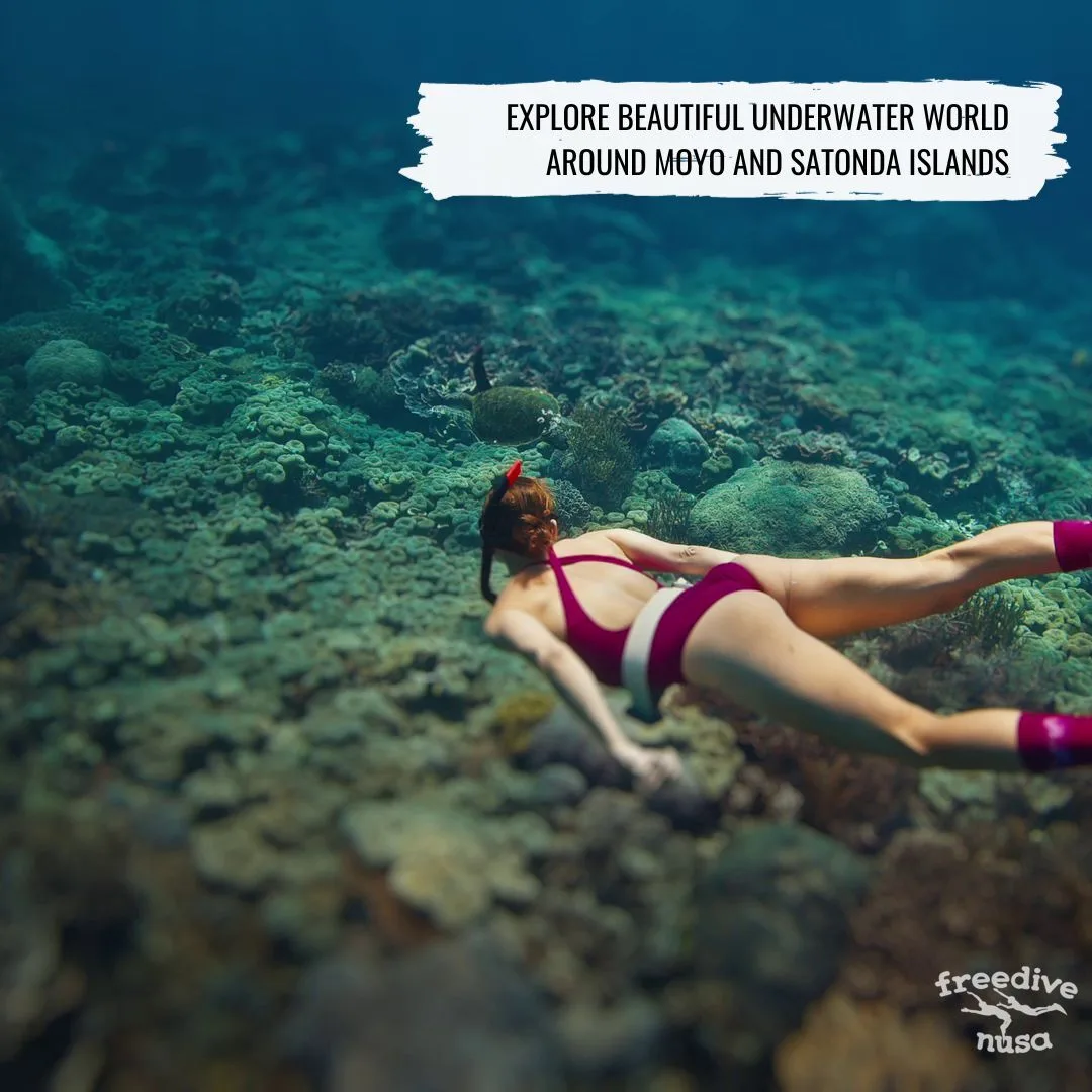 diving in sumbawa Freediving Courses in Bali