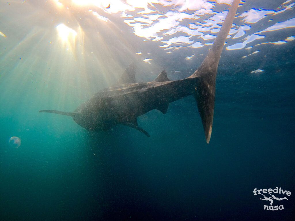Freediving and Snorkeling with Whale Sharks