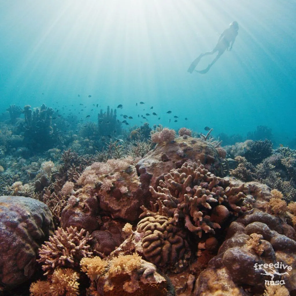 whale sharks indonesia freediving