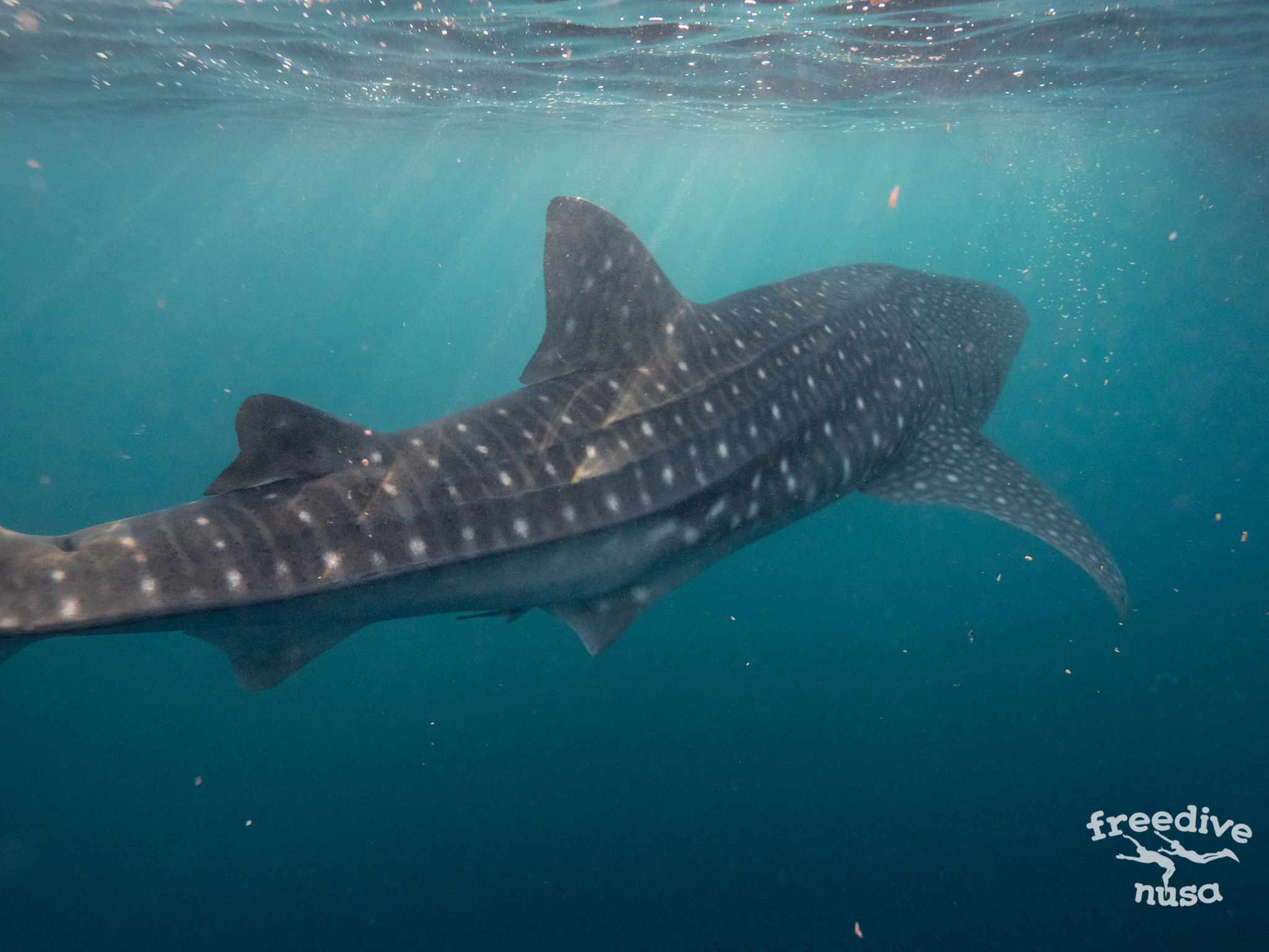 Freediving and Snorkeling with Whale Sharks in Sumbawa