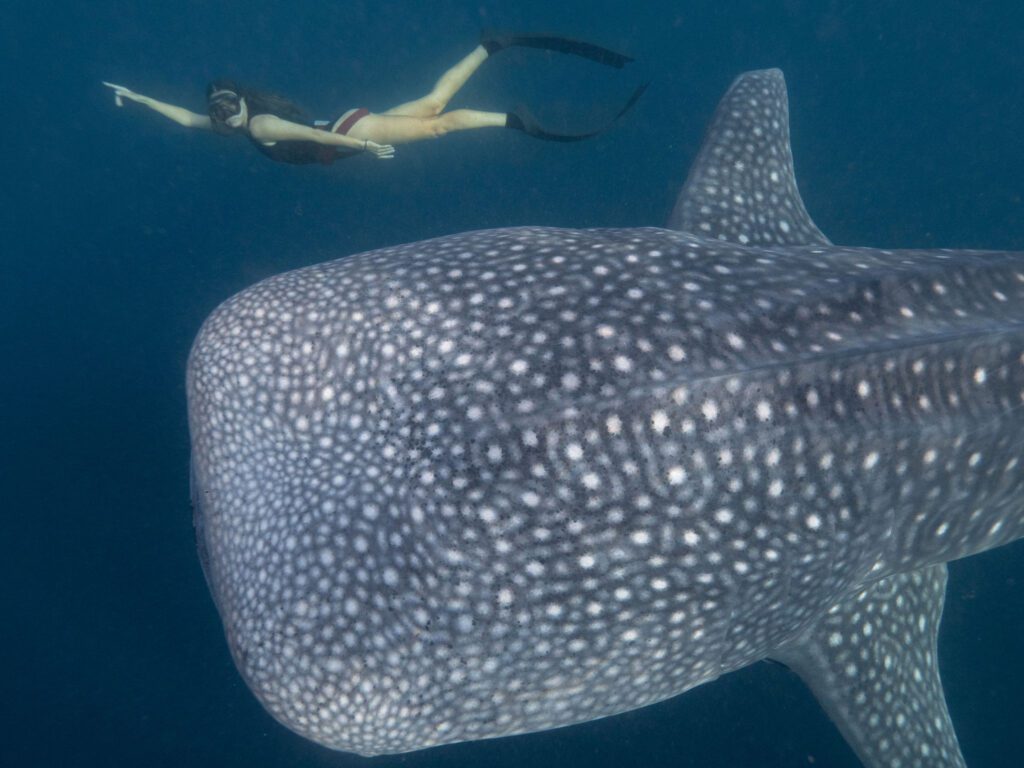 Freediving and Snorkeling with Whale Sharks in Sumbawa