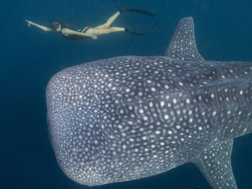 whale sharks indonesia Freediving and Snorkeling with Whale Sharks in Sumbawa