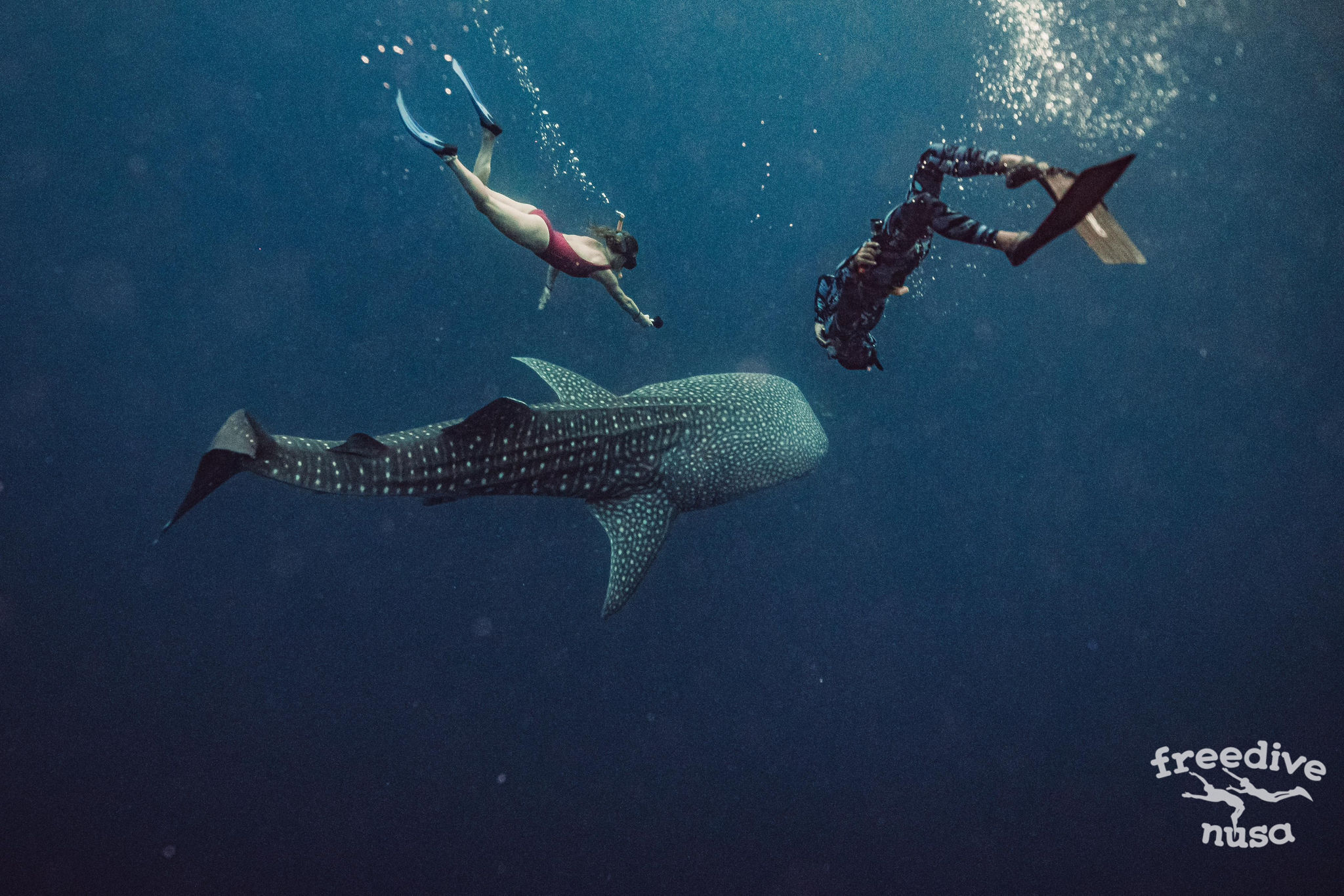 Freediving with Whale Sharks