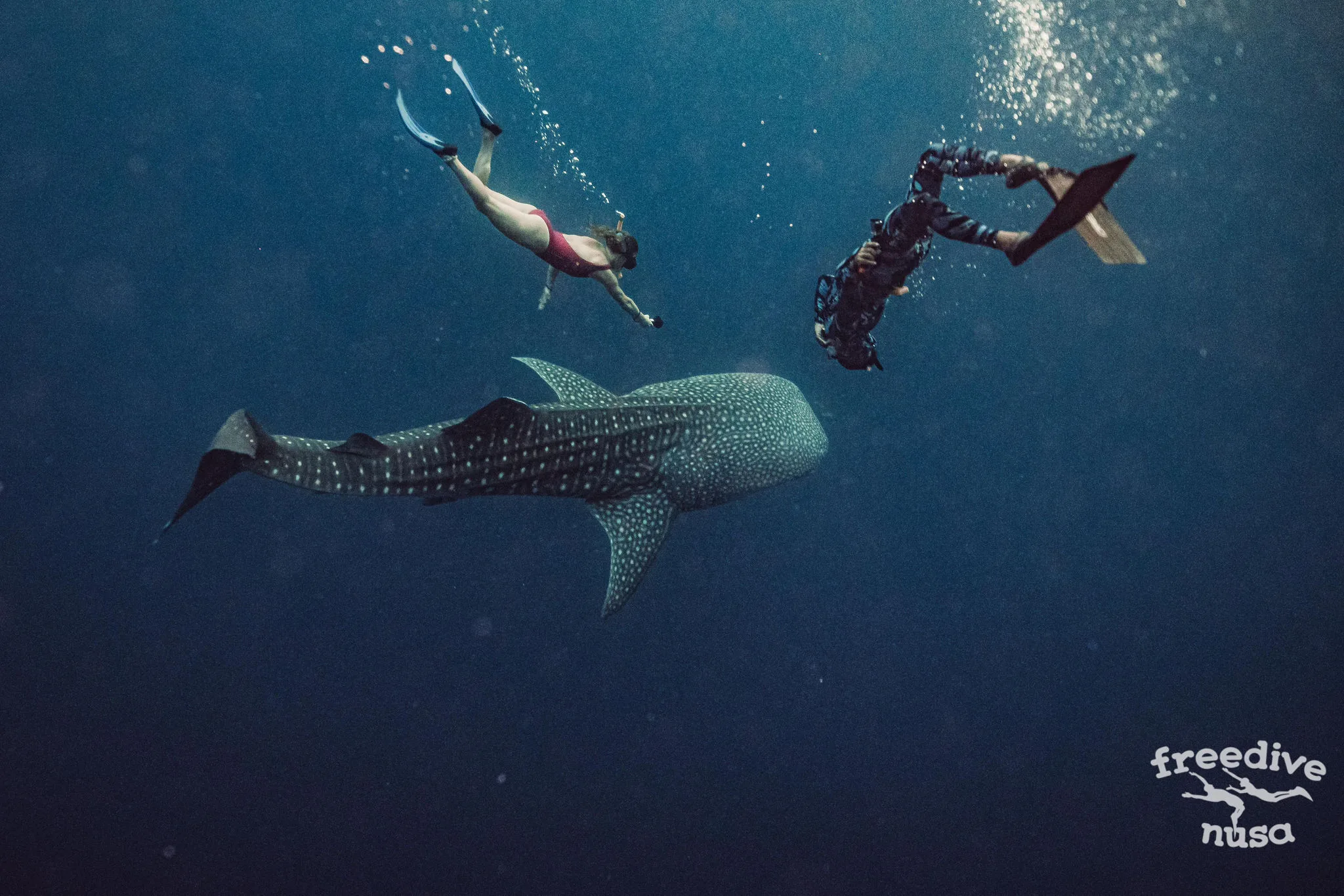 whale sharks indonesia Freediving with Whale Sharks