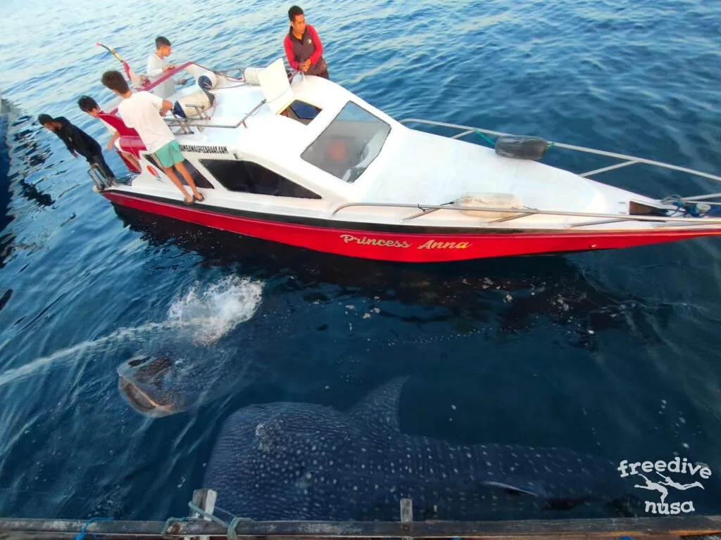 whale sharks indonesia Private Speedboat
