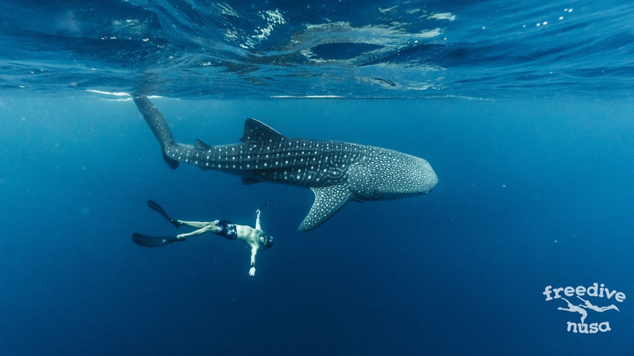 What is Freediving